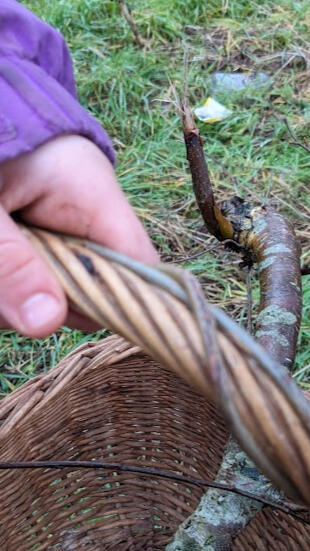 I collect Willow, Birch and Horse Chestnut wands that want to join the project